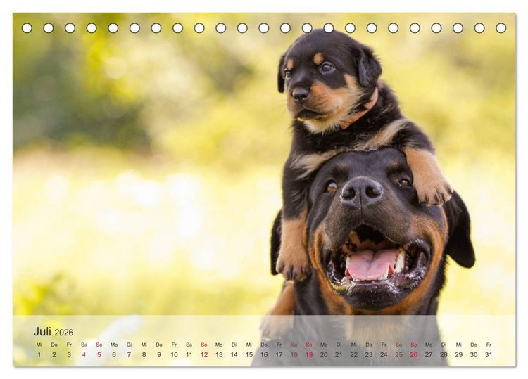 Produktbild: Hunde 2026 - Treue Begleiter (Tischkalender 2026 DIN A5 quer), CALVENDO Monatskalender