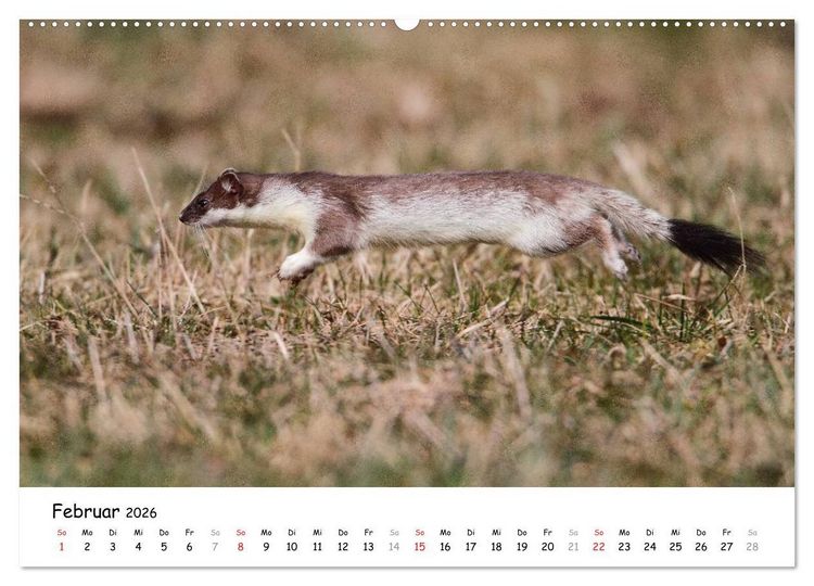 Produktbild: Hermelin - das wieselflinke Raubtier (hochwertiger Premium Wandkalender 2026 DIN A2 quer), Kunstdruck in Hochglanz