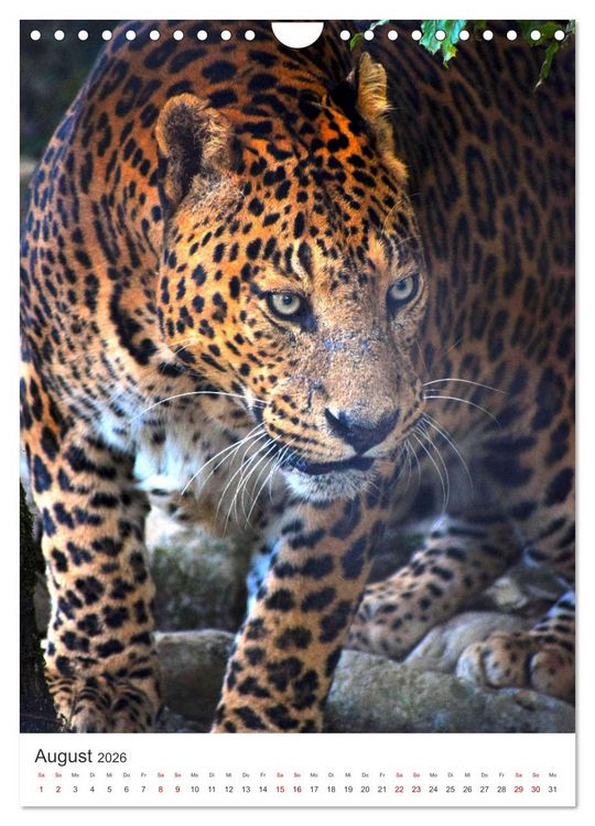 Produktbild: Leoparden - Die Beute im Visier. (Wandkalender 2026 DIN A4 hoch), CALVENDO Monatskalender