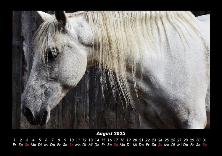 Produktbild: Pferdegefl&uuml;ster 2025 Fotokalender DIN A3