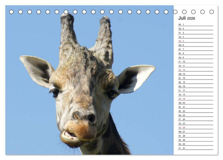 Produktbild: Faszinierende Tierportraits (Tischkalender 2026 DIN A5 quer), CALVENDO Monatskalender