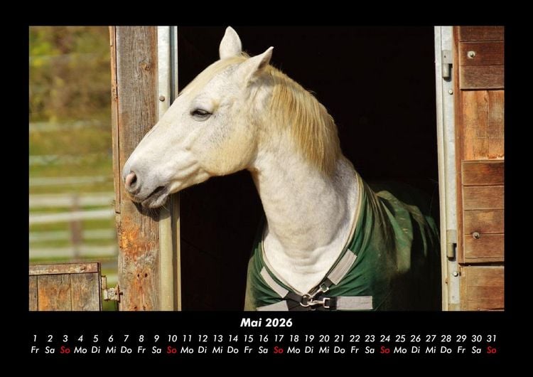 Produktbild: Pferde Kalender 2026 Fotokalender DIN A3
