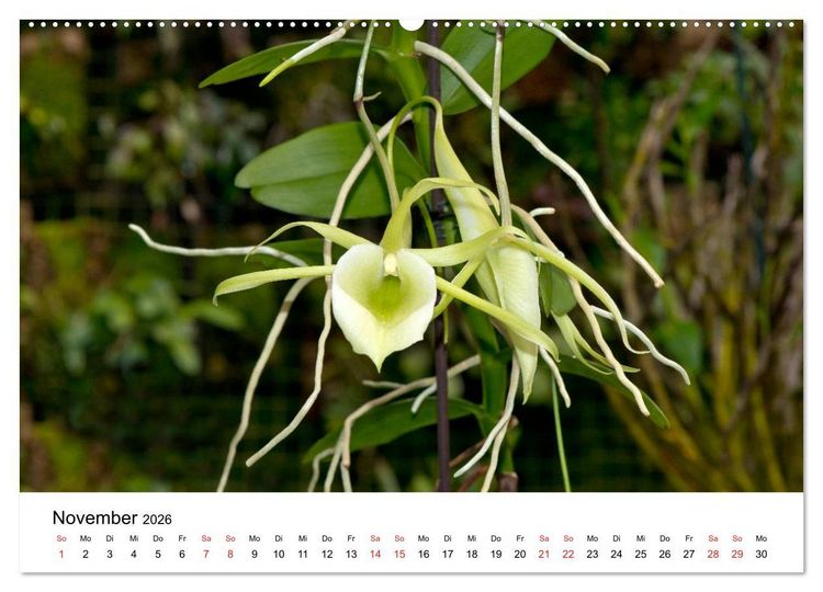 Produktbild: Vielfalt der Orchideen (hochwertiger Premium Wandkalender 2026 DIN A2 quer), Kunstdruck in Hochglanz