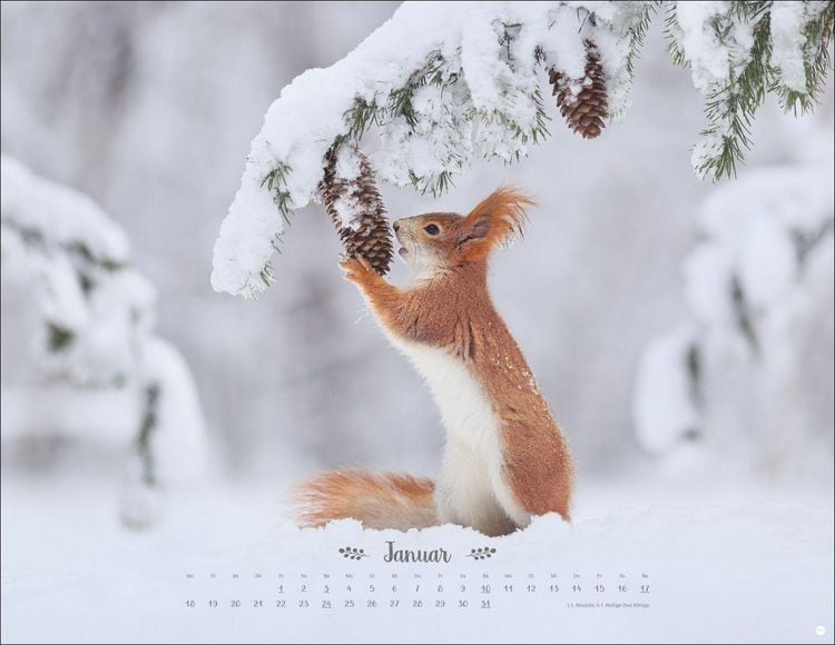 Produktbild: Vadim Trunov: M&auml;rchenhaftes Waldleben Posterkalender 2027
