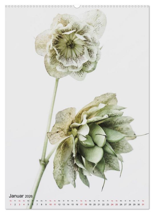Produktbild: Pure Flowers (hochwertiger Premium Wandkalender 2026 DIN A2 hoch), Kunstdruck in Hochglanz