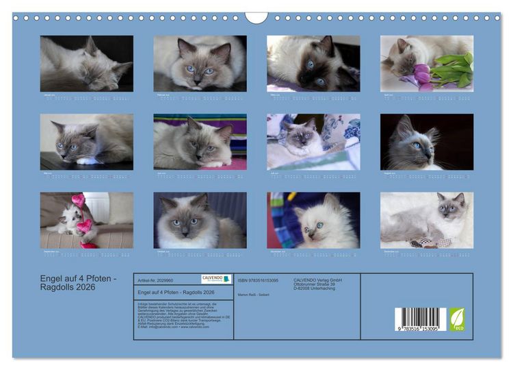 Produktbild: Engel auf 4 Pfoten - Ragdolls 2026 (Wandkalender 2026 DIN A3 quer), CALVENDO Monatskalender