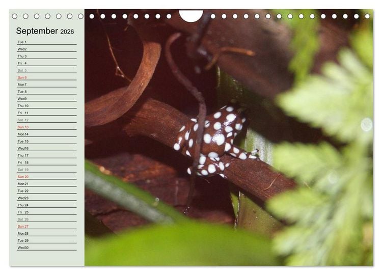Produktbild: Poison dart frogs / UK-Version / Birthday Calendar (Wall Calendar 2026 DIN A4 landscape), CALVENDO 12 Month Wall Calendar