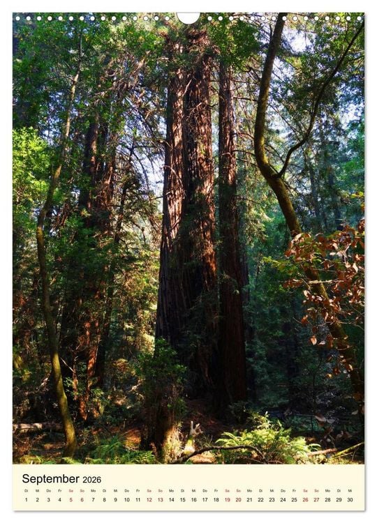 Produktbild: Redwoods - Faszination Mammutb&auml;ume (Wandkalender 2026 DIN A3 hoch), CALVENDO Monatskalender