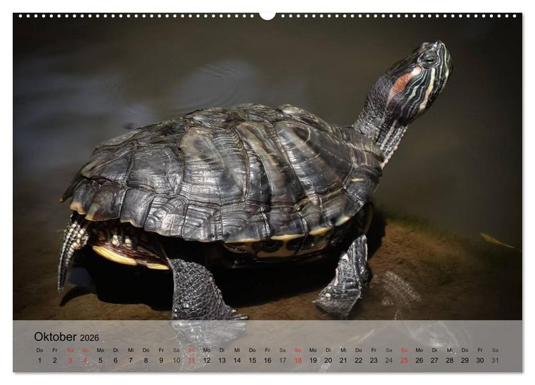 Produktbild: Reptilien Schlangen, Echsen und Co. (hochwertiger Premium Wandkalender 2026 DIN A2 quer), Kunstdruck in Hochglanz