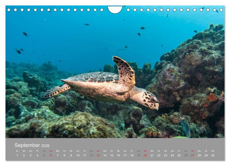 Produktbild: Meeresschildkr&ouml;ten der Karibik (Wandkalender 2026 DIN A4 quer), CALVENDO Monatskalender