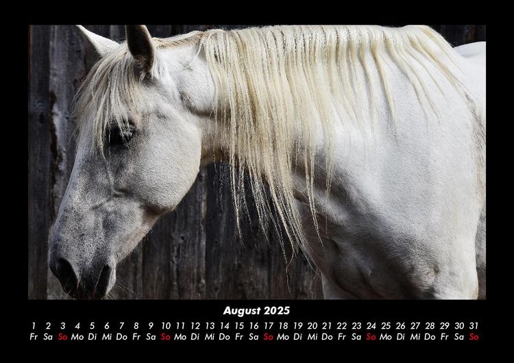 Produktbild: Pferde Kalender 2025 Fotokalender DIN A3