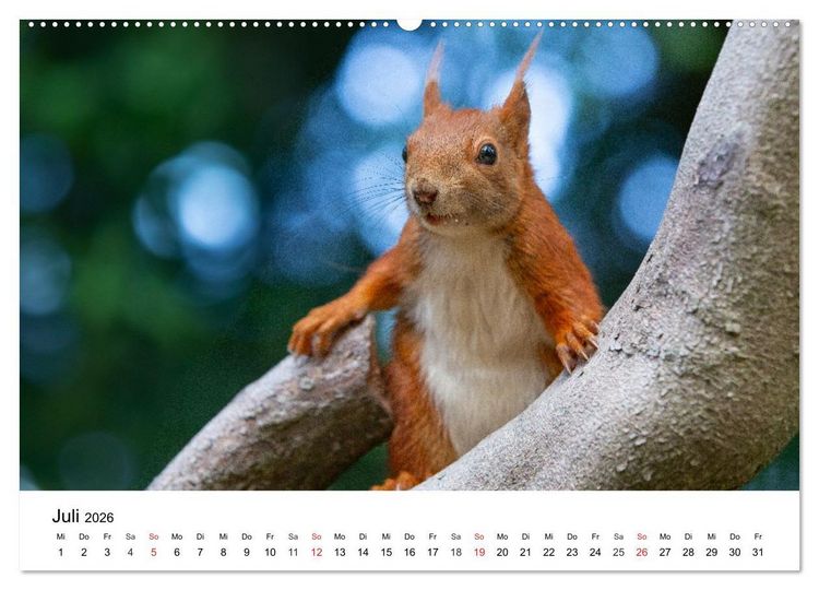 Produktbild: Eichh&ouml;rnchen - Kleine Kobolde im Roten Pelz (hochwertiger Premium Wandkalender 2026 DIN A2 quer), Kunstdruck in Hochglanz