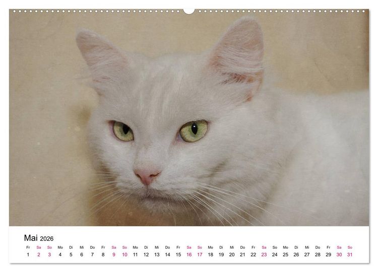 Produktbild: Katzenjahr 2026 (hochwertiger Premium Wandkalender 2026 DIN A2 quer), Kunstdruck in Hochglanz