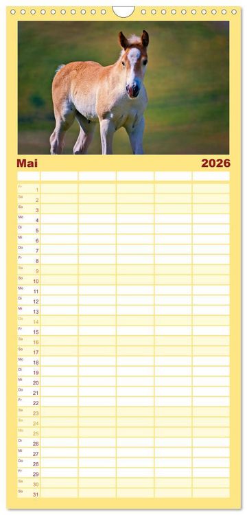 Produktbild: Familienplaner 2026 - Die besonderen Haflinger-Pferde mit 5 Spalten (Wandkalender, 21 x 45 cm) CALVENDO