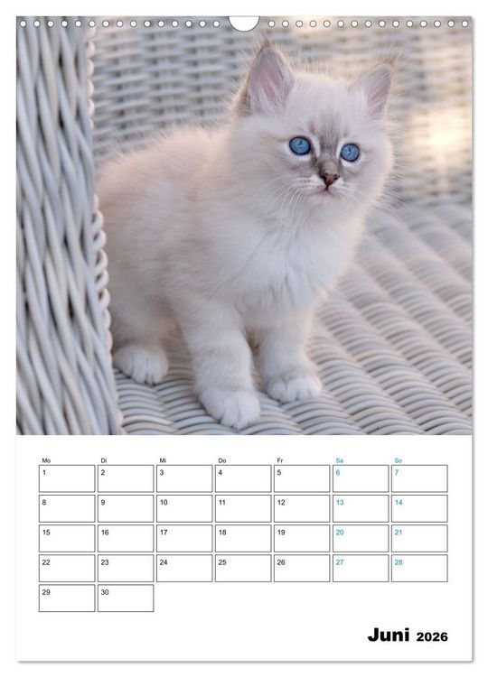 Produktbild: Heilige Birma Kitten - s&uuml;&szlig;e kleine Flauschb&auml;llchen (Wandkalender 2026 DIN A3 hoch), CALVENDO Monatskalender