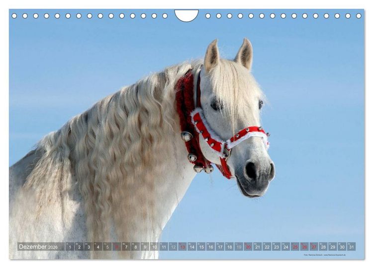 Produktbild: Edle spanische Pferde - Pura Raza Espanola (Wandkalender 2026 DIN A4 quer), CALVENDO Monatskalender