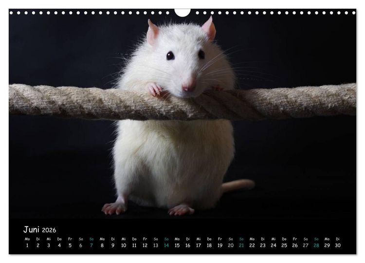 Produktbild: Fellnasen. Die bunte Welt der Farbratten. (Wandkalender 2026 DIN A3 quer), CALVENDO Monatskalender