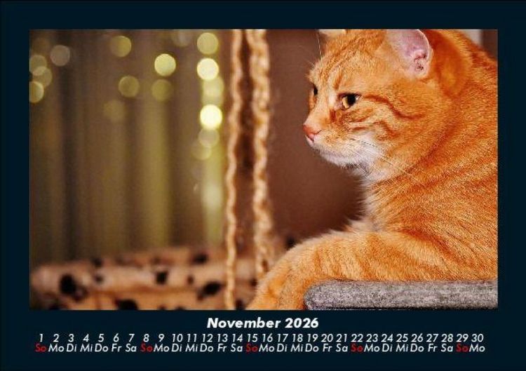 Produktbild: F&uuml;r Katzenfreunde 2026 Fotokalender DIN A5