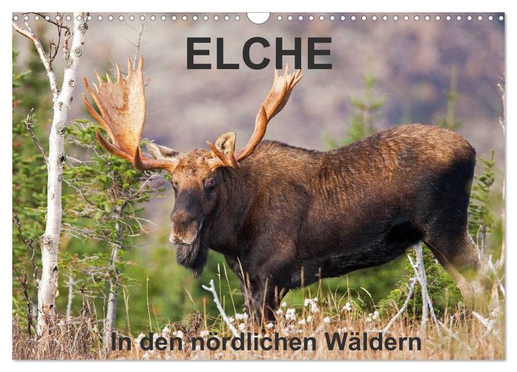 Produktbild: ELCHE In den n&ouml;rdlichen W&auml;ldern (Wandkalender 2026 DIN A3 quer), CALVENDO Monatskalender