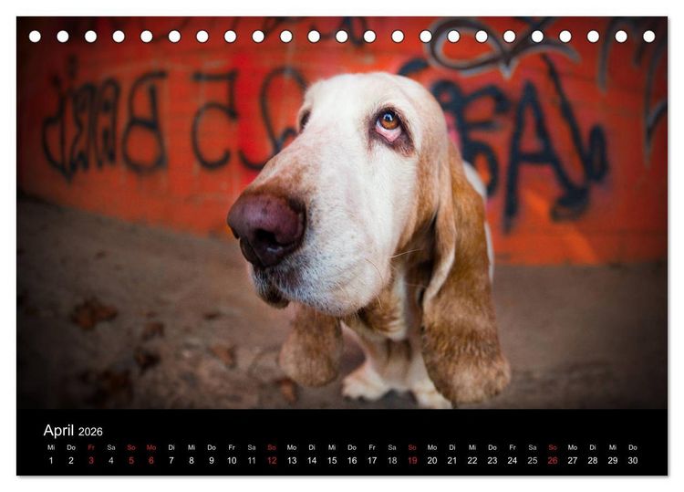 Produktbild: Der Basset, eine LANGE und besondere Liebe (Tischkalender 2026 DIN A5 quer), CALVENDO Monatskalender