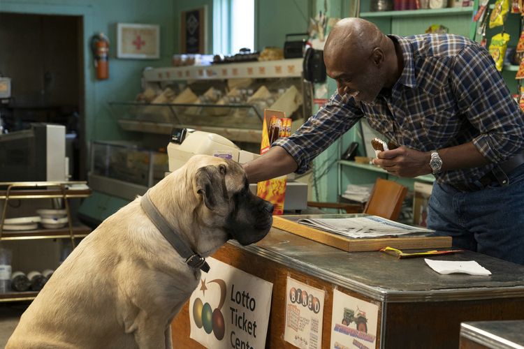 Produktbild: Bailey - Ein Hund kehrt zur&uuml;ck