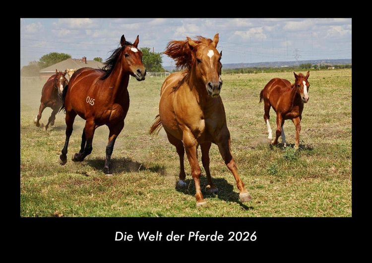 Produktbild: Die Welt der Pferde 2026 Fotokalender DIN A3