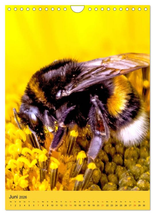 Produktbild: INSEKTENWELT - Heimische N&uuml;tzlinge ganz nah (Wandkalender 2026 DIN A4 hoch), CALVENDO Monatskalender
