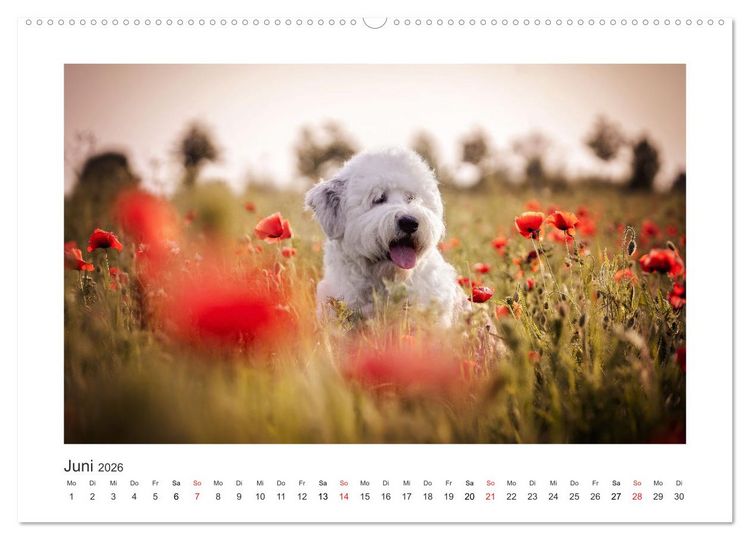 Produktbild: Herzenshunde 2026 (hochwertiger Premium Wandkalender 2026 DIN A2 quer), Kunstdruck in Hochglanz