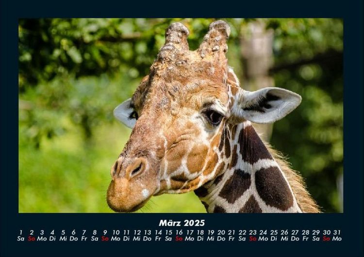 Produktbild: Giraffen 2025 Fotokalender DIN A4