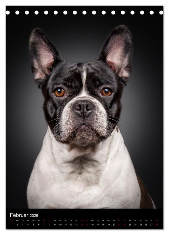 Produktbild: Bullyzauber - Franz&ouml;sische Bulldoggen (Tischkalender 2026 DIN A5 hoch), CALVENDO Monatskalender