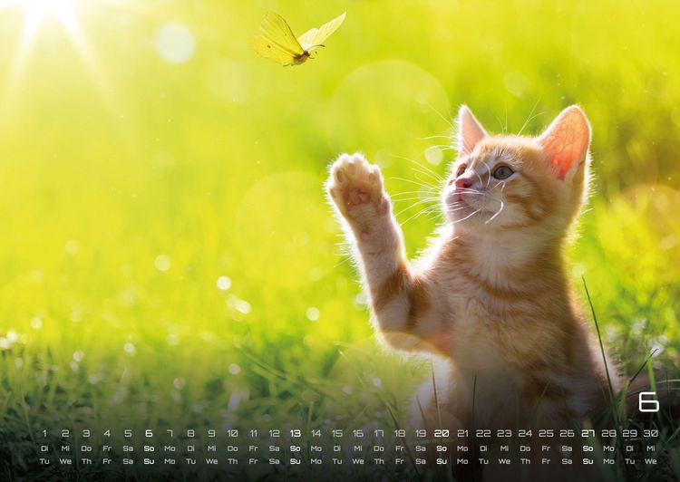 Produktbild: Miau Kids - kleine Tiger ganz gro&szlig; - Der Katzenkalender - 2027 - Kalender DIN A2