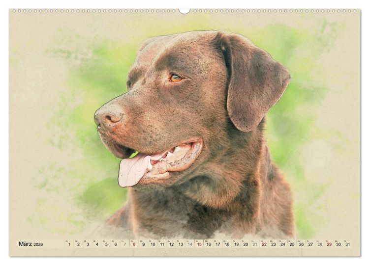 Produktbild: Labrador Retriever 2026 (Wandkalender 2026 DIN A2 quer), CALVENDO Monatskalender