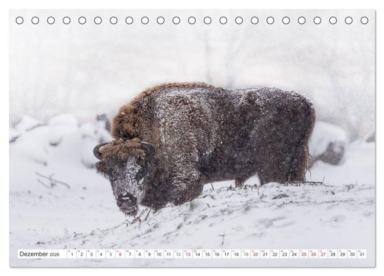 Produktbild: Emotionale Momente: Der Wisent. (Tischkalender 2026 DIN A5 quer), CALVENDO Monatskalender