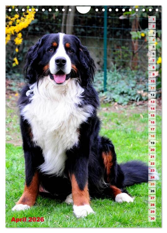 Produktbild: B&Auml;R - Der Berner Sennenhund (Wandkalender 2026 DIN A4 hoch), CALVENDO Monatskalender