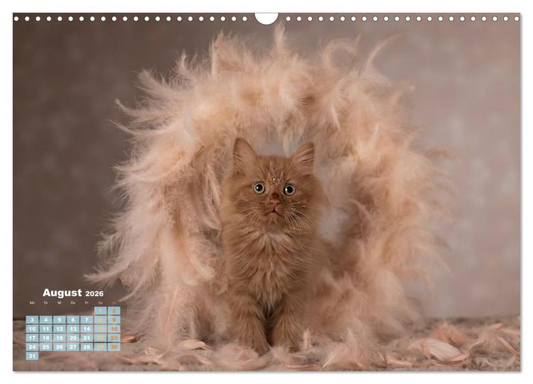 Produktbild: Die Kitten kommen. (Wandkalender 2026 DIN A3 quer), CALVENDO Monatskalender