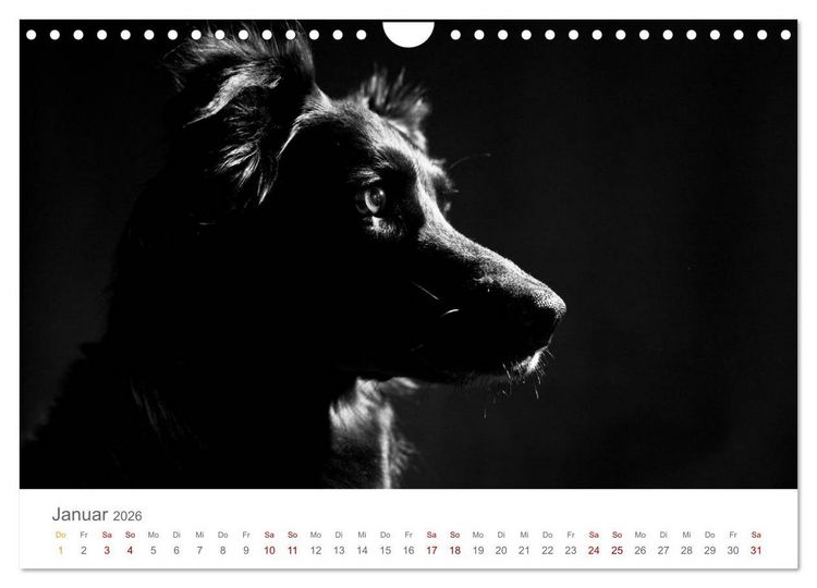 Produktbild: Hundeportraits Fine Art (Wandkalender 2026 DIN A4 quer), CALVENDO Monatskalender