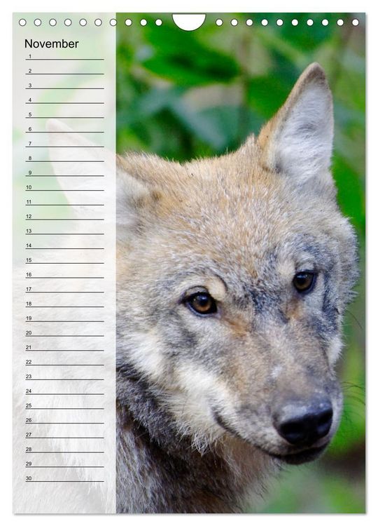 Produktbild: Der Wolf - Isegrim in den heimischen W&auml;ldern - Kalender 2026 (Wandkalender 2026 DIN A4 hoch), CALVENDO Monatskalender