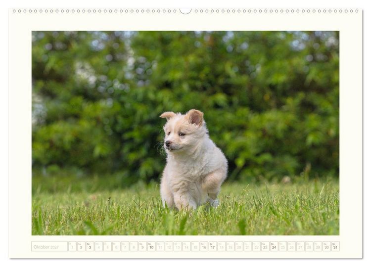 Produktbild: Kleine Islandhunde entdecken die Welt (Wandkalender 2027 DIN A2 quer), CALVENDO Monatskalender
