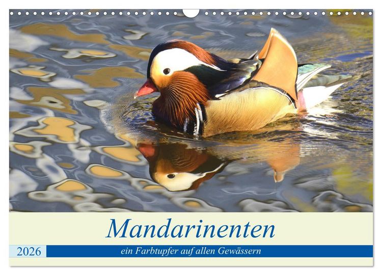 Produktbild: Mandarinenten, ein Farbtupfer auf allen Gew&auml;ssern. (Wandkalender 2026 DIN A3 quer), CALVENDO Monatskalender