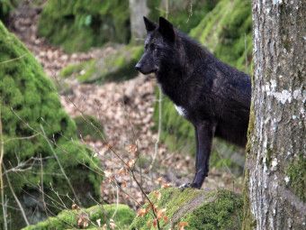 Produktbild: CALVENDO Puzzle Wolf - Timberwolf | 1000 Teile Lege-Gr&ouml;&szlig;e 64x48cm Foto-Puzzle f&uuml;r gl&uuml;ckliche Stunden