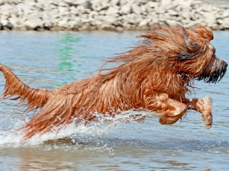 Produktbild: CALVENDO Puzzle Briard voller Lebensfreude beim spielen | 1000 Teile Lege-Gr&ouml;&szlig;e 64x48cm Foto-Puzzle f&uuml;r gl&uuml;ckliche Stunden