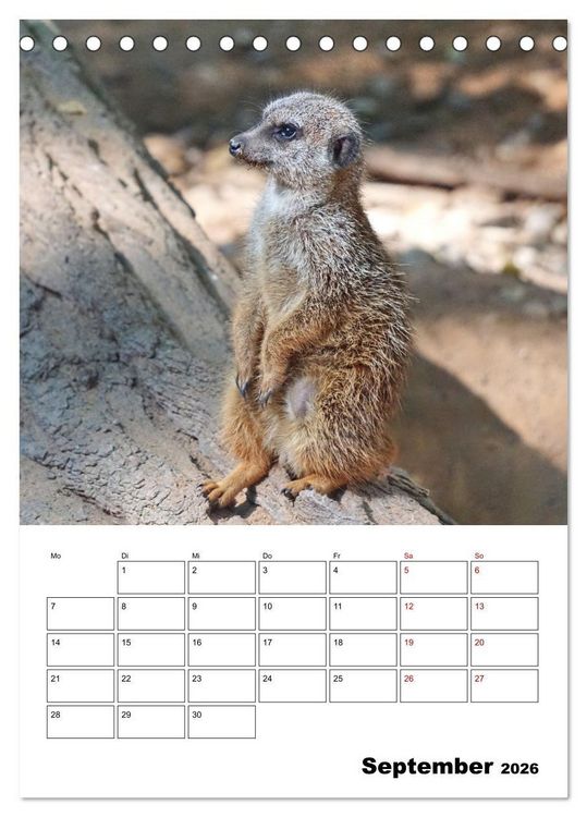 Produktbild: Niedliche Erdm&auml;nnchen (Tischkalender 2026 DIN A5 hoch), CALVENDO Monatskalender