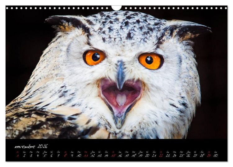 Produktbild: FACES DE RAPACES (Calendrier mural 2026 DIN A3 vertical), CALVENDO calendrier mensuel