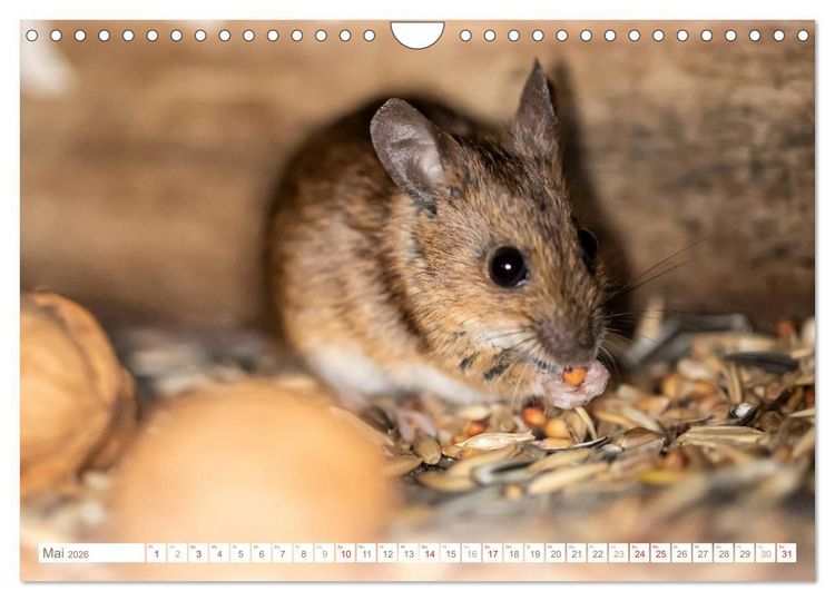 Produktbild: Die Maus im Vogelhaus (Wandkalender 2026 DIN A4 quer), CALVENDO Monatskalender