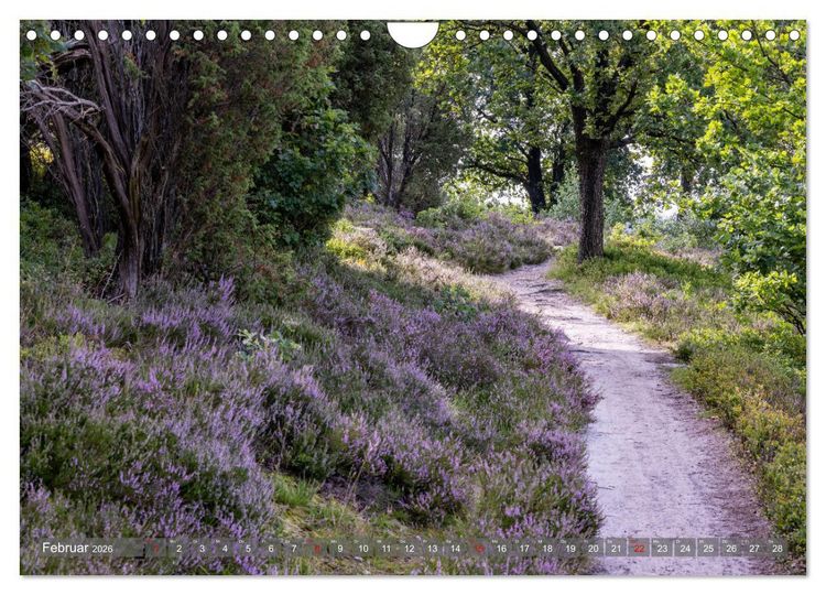 Produktbild: Die L&uuml;neburger Heide - In voller Bl&uuml;te (Wandkalender 2026 DIN A4 quer), CALVENDO Monatskalender