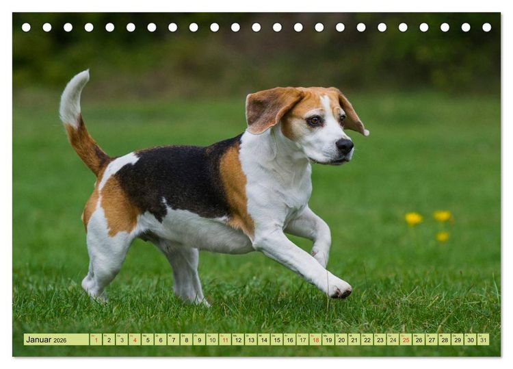 Produktbild: Beagle - Herz auf 4 Pfoten (Tischkalender 2026 DIN A5 quer), CALVENDO Monatskalender