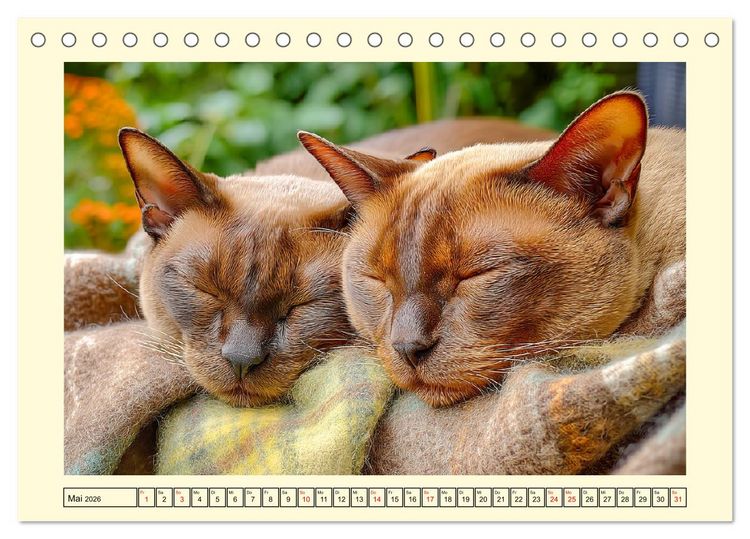 Produktbild: Burma-Katzen. Ausstrahlung und Anmut der faszinierenden Samtpfoten (Tischkalender 2026 DIN A5 quer), CALVENDO Monatskalender