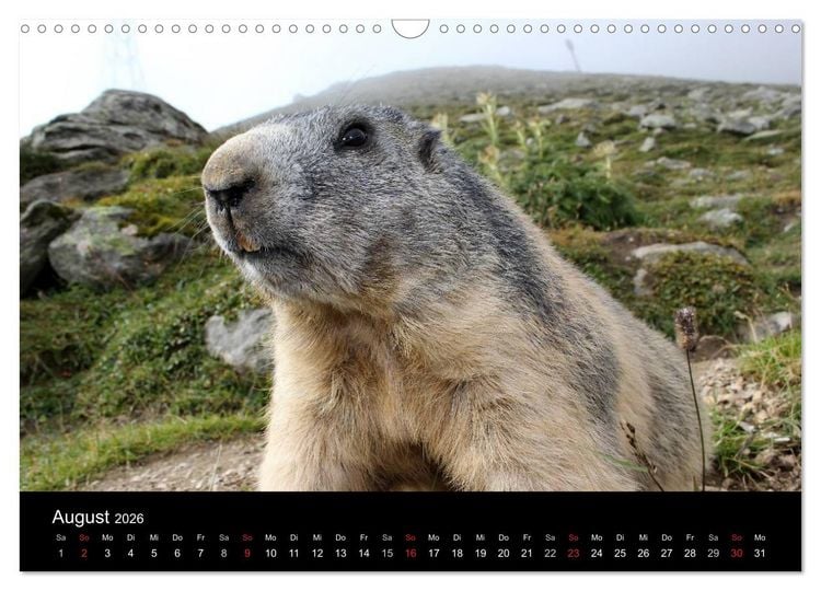 Produktbild: Murmeltiere (Wandkalender 2026 DIN A3 quer), CALVENDO Monatskalender