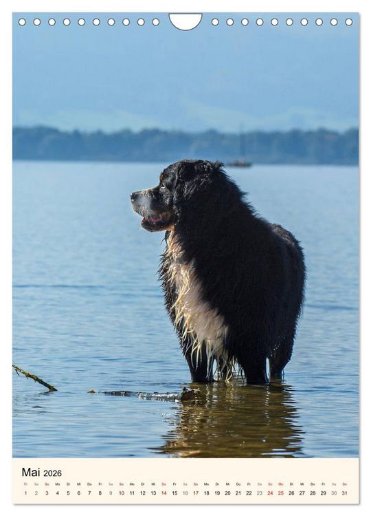 Produktbild: Die sch&ouml;nste Rasse der Welt - Berner Sennenhund (Wandkalender 2026 DIN A4 hoch), CALVENDO Monatskalender
