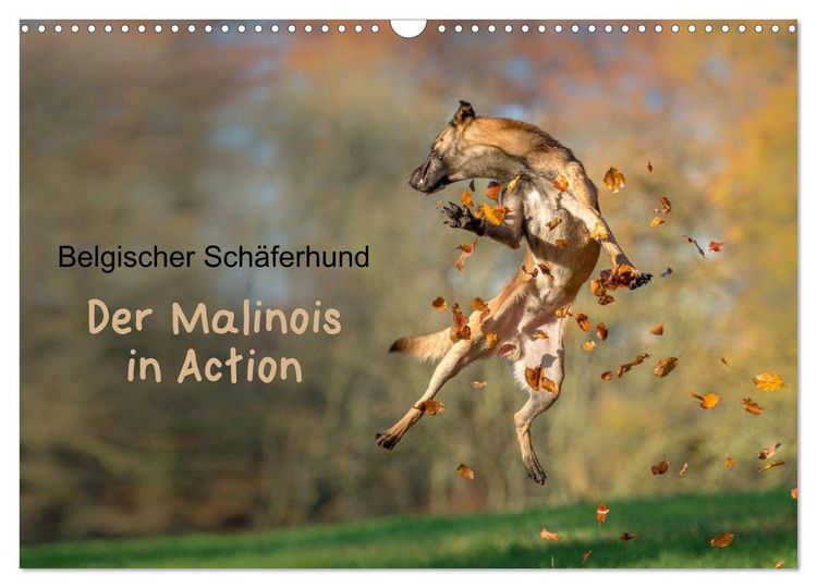 Produktbild: Belgischer Sch&auml;ferhund - Der Malinois in Action (Wandkalender 2026 DIN A3 quer), CALVENDO Monatskalender